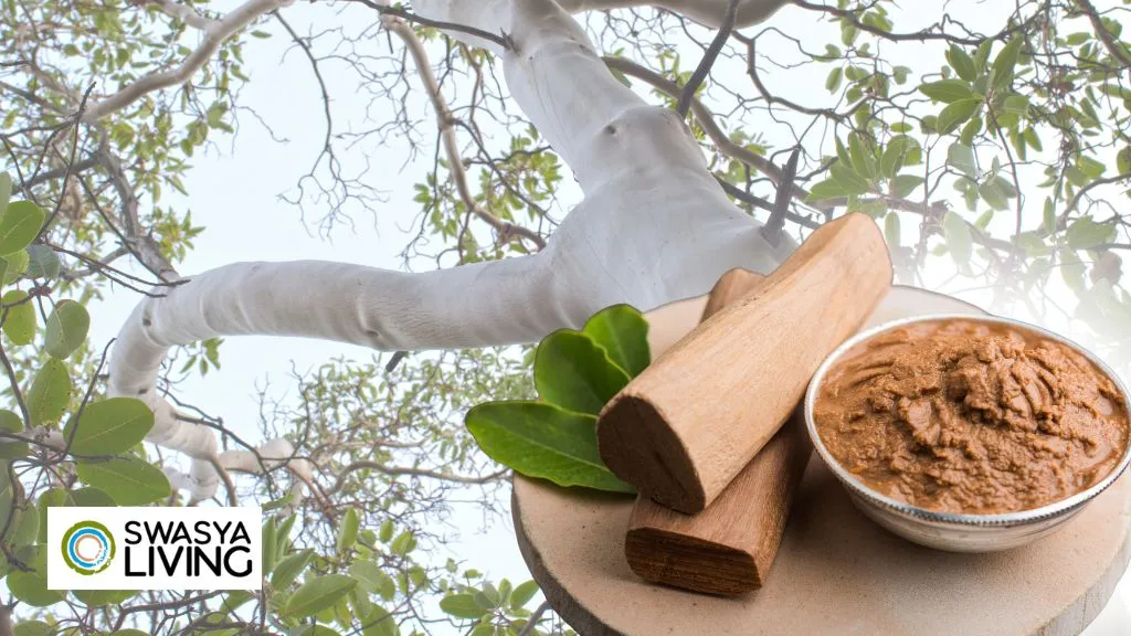 Sandalwood Farming in India