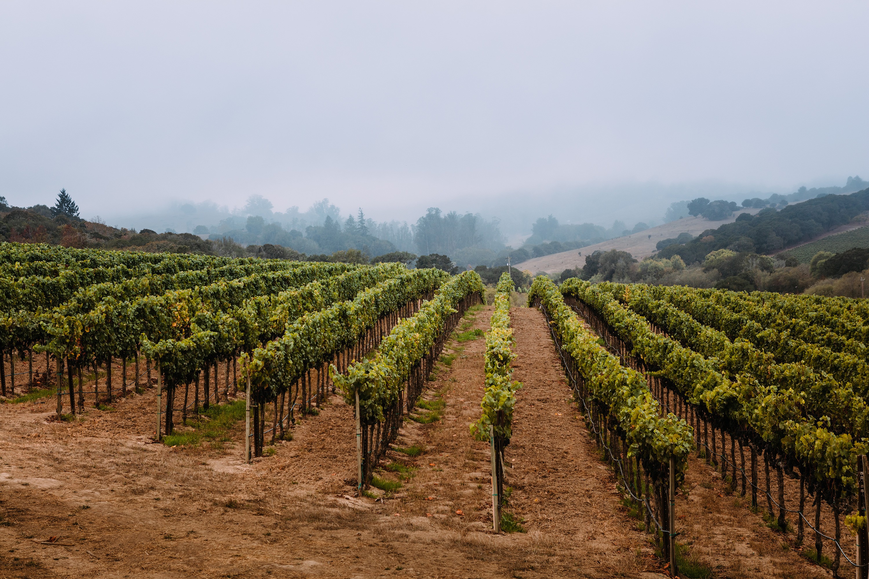 Sonoma-Cutrer Trade Training