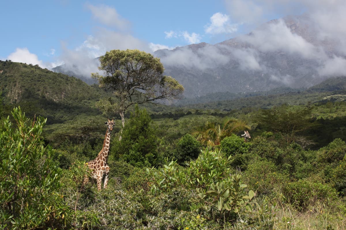 Giraffe at Arusha National Park during a one-day safari after climbing Kilimanjaro.