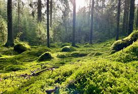 An image of Dreelio's in app customization feature