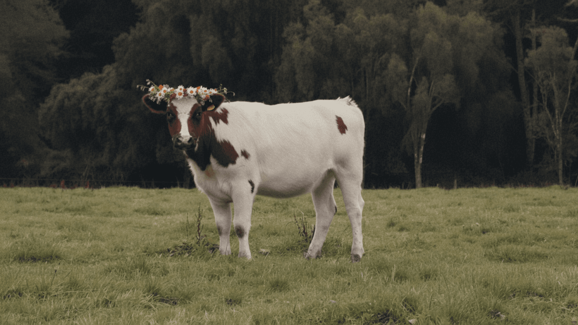 Hero Image of a person standing in the middle of desert
