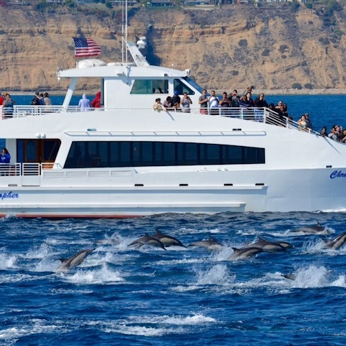 A large white boat with people watching dolphins swimming and jumping in the ocean, with rocky cliffs in the background.