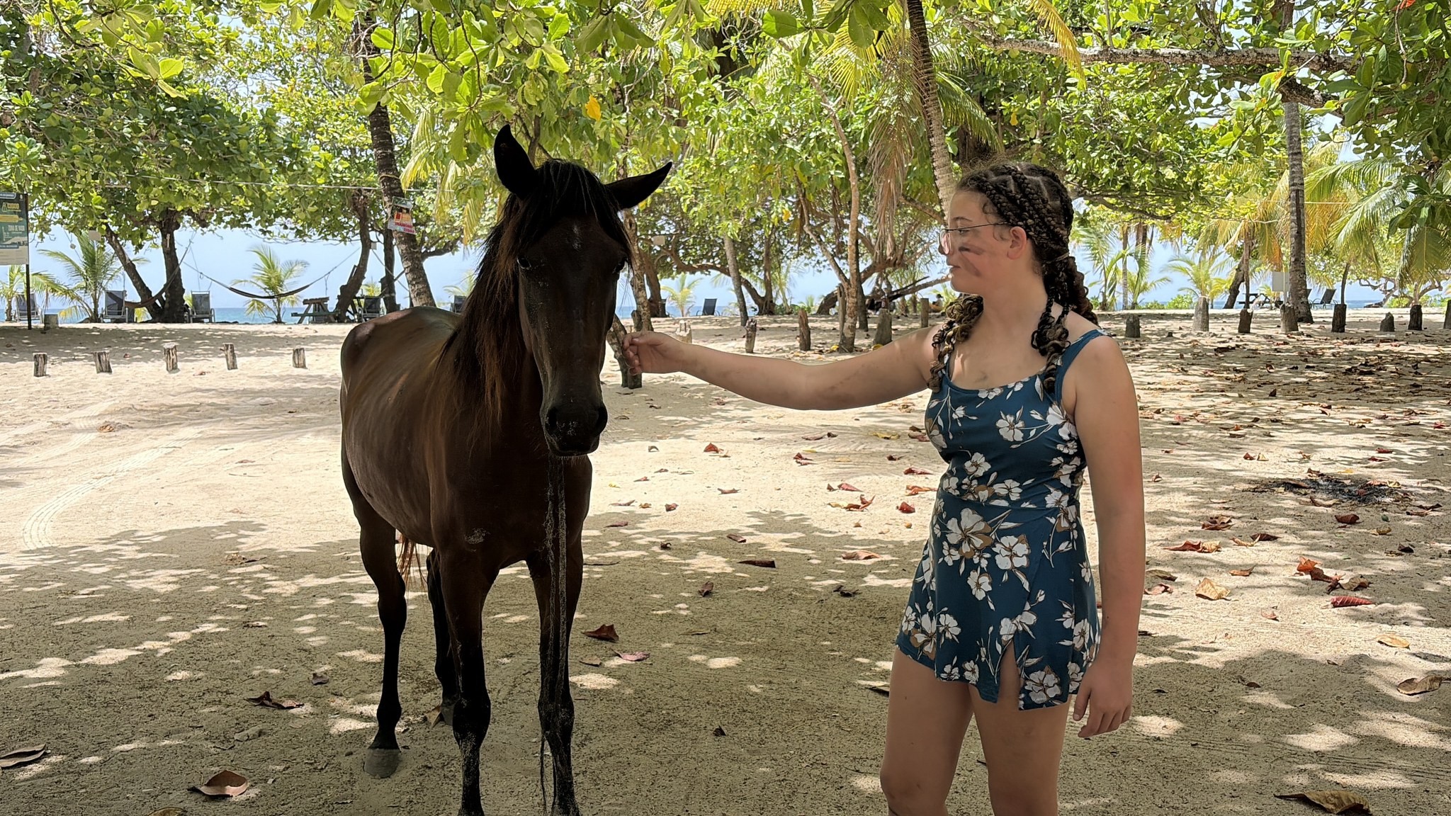 A horse standing under the trees at Camp Bay, where animals wander freely on the beach.