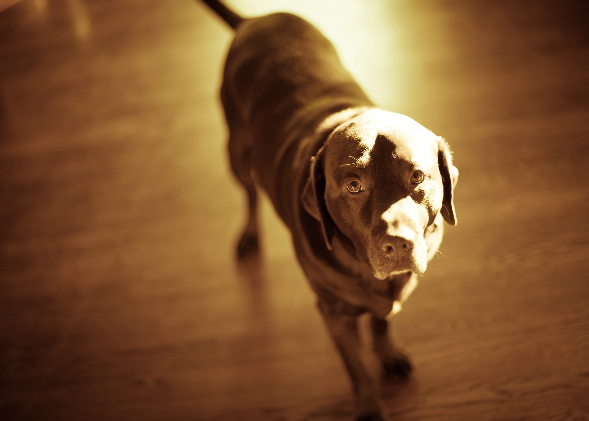 Chocolote lab at sundown staring at the camera