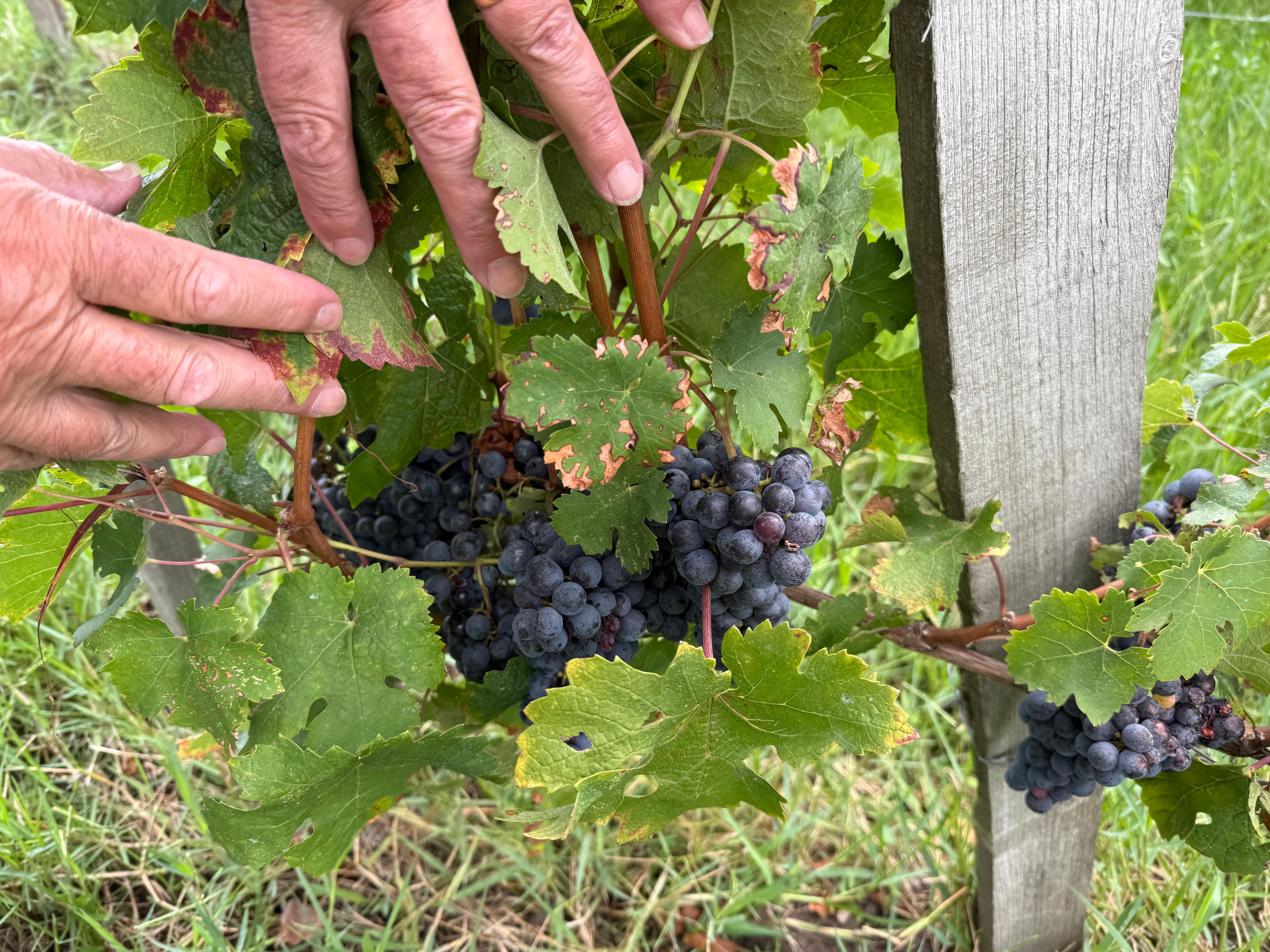 Handpicked grape clusters at Elara Wines, reflecting Saros' unique terroir