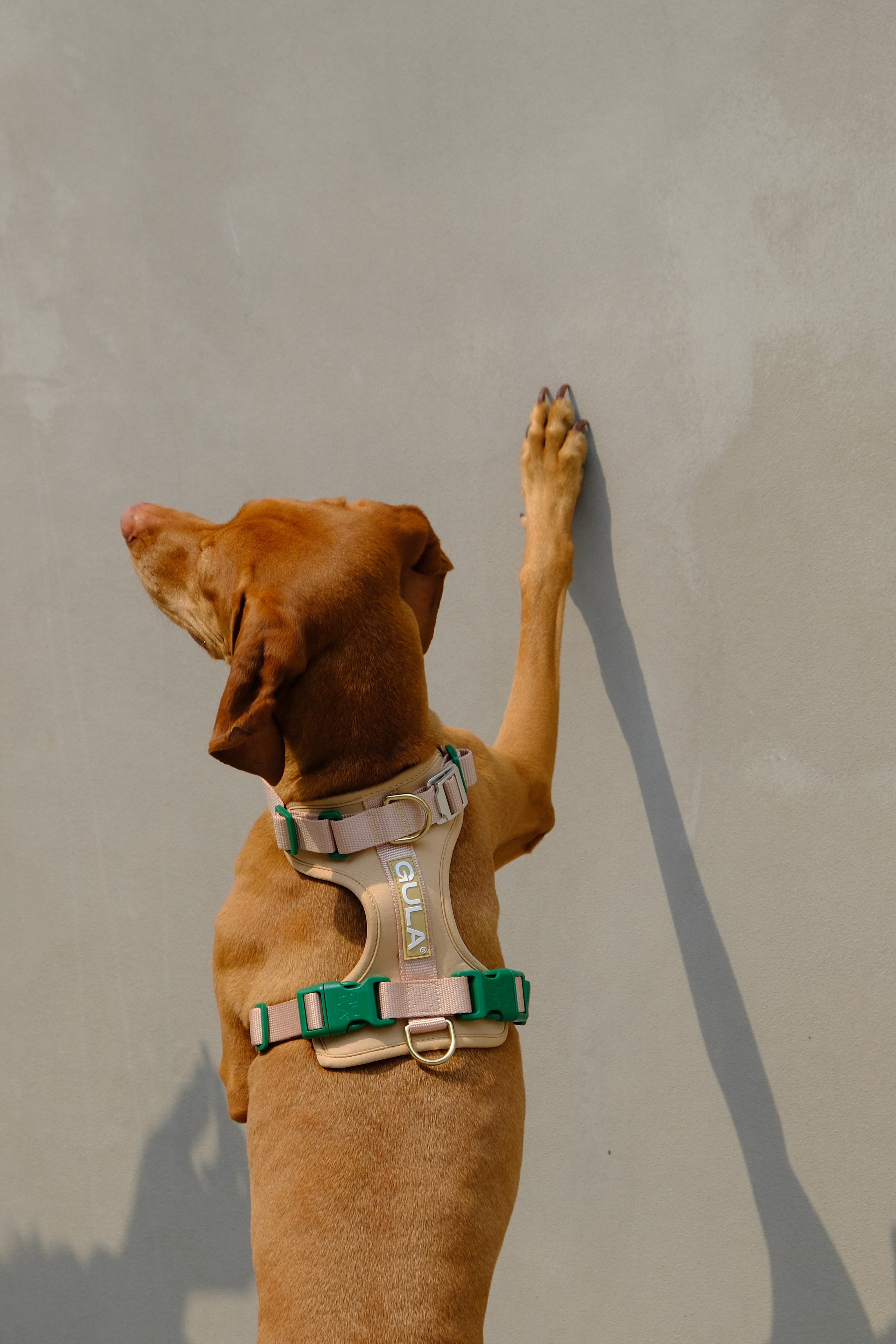 Social media content created for Gula Dog Care - Behind the scenes of content production for Gula Dog Care