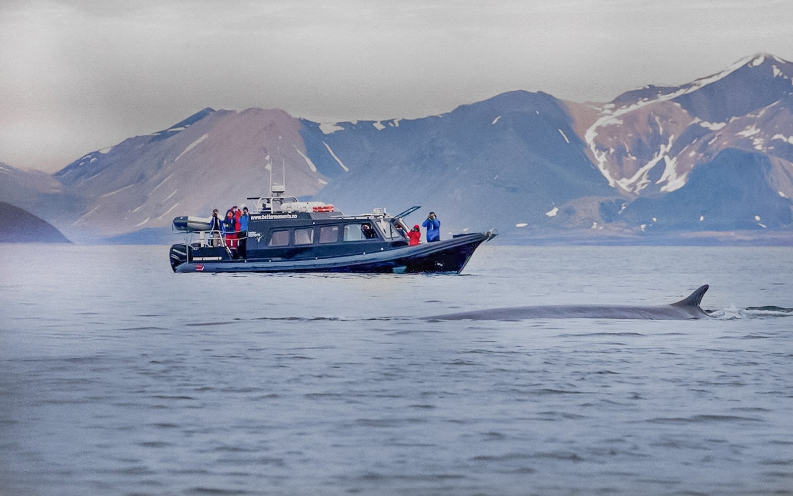 Boat with tourists watching a whale near Tromsø, Norway, with mountains in the background.