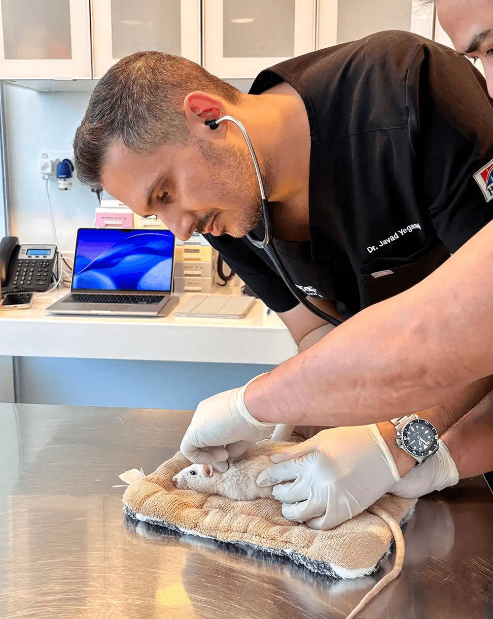Dr. J. Yeganeh examining a pet rat during a routine health check at Noble Veterinary Clinics.