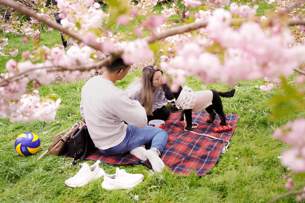 Sakura picnic with dog