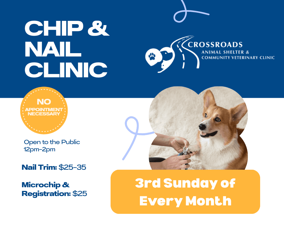 Small dog being held