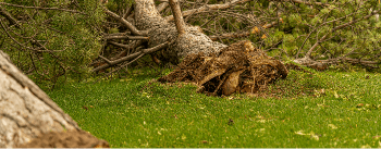 Fallen tree ready to be cleaned up by JC Landscaping