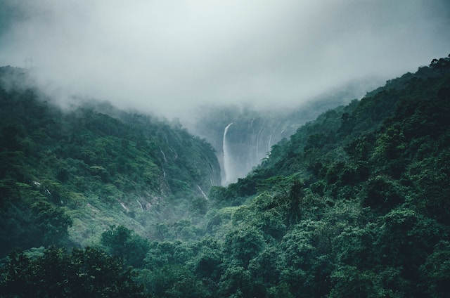 A wide angle shot of a misty forest