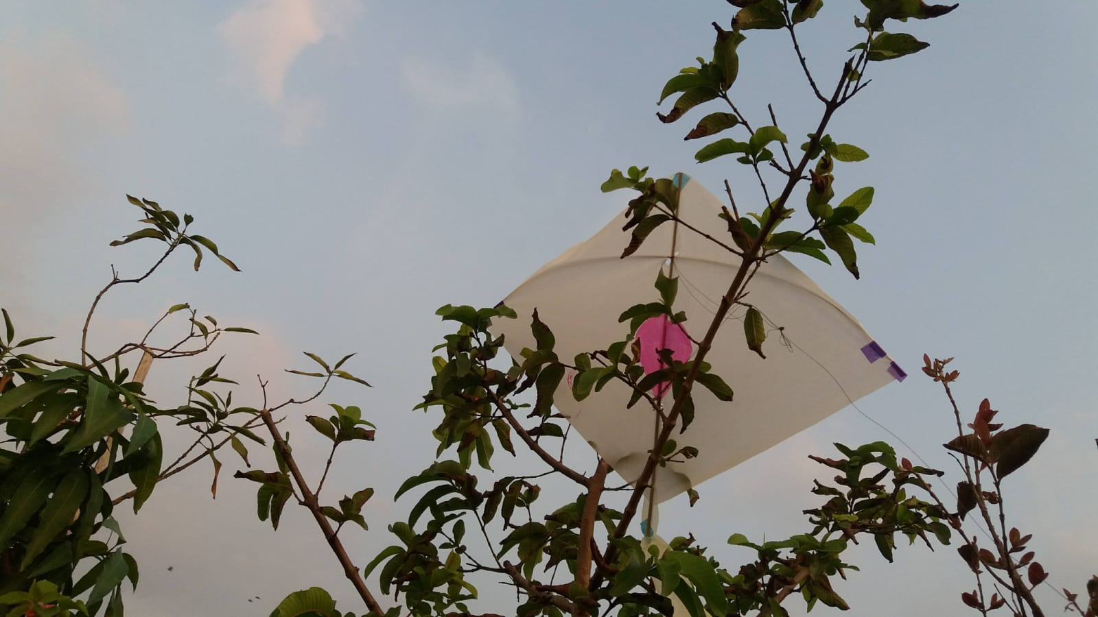 Kite stuck in a tree