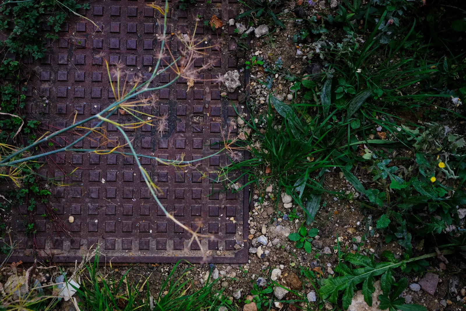 Aerial view of a stone pathway overgrown with grass and plants, surrounded by green foliage.