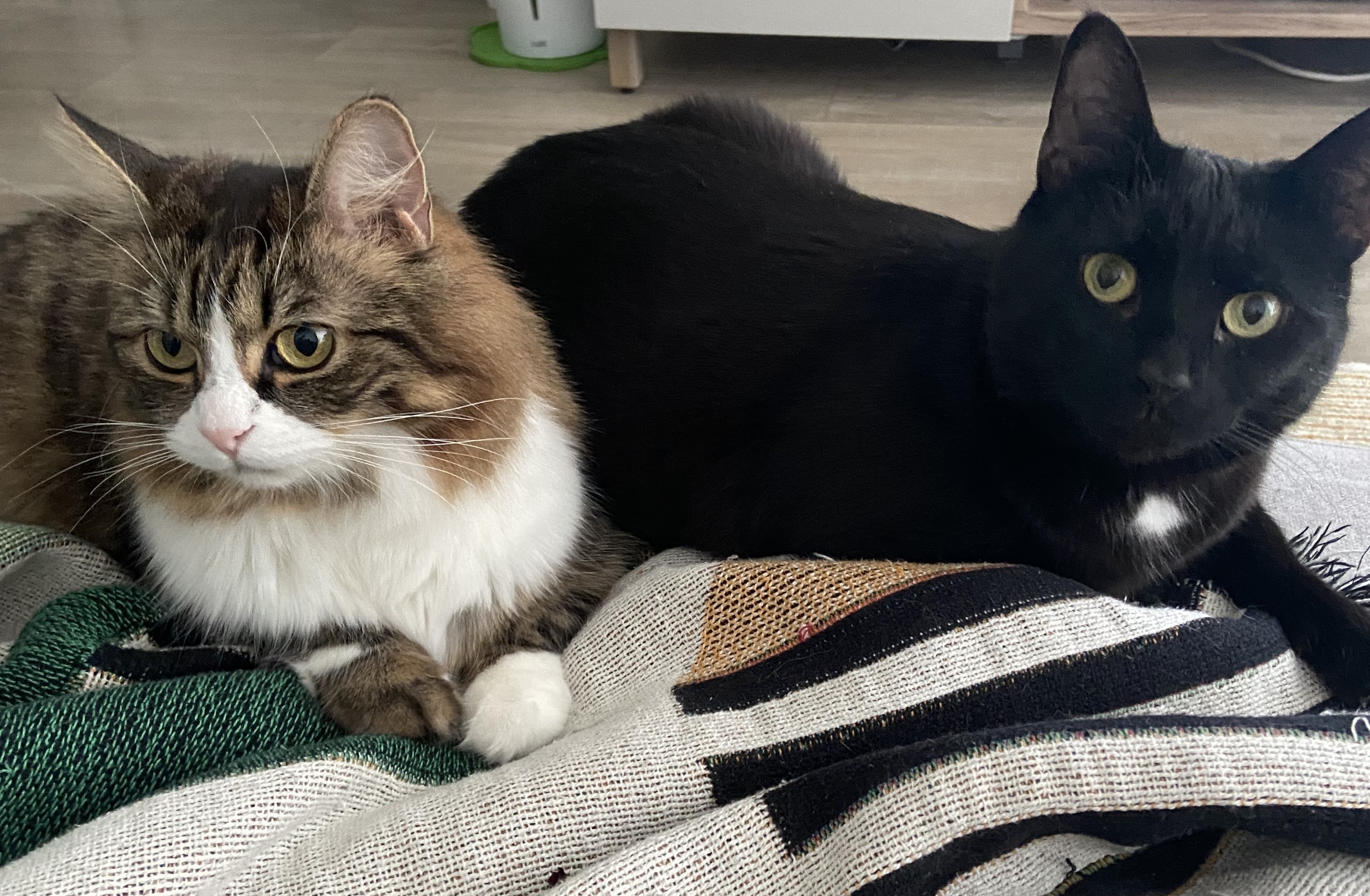 Brown tabby cat (left) and black cat (right) laying down on a couch