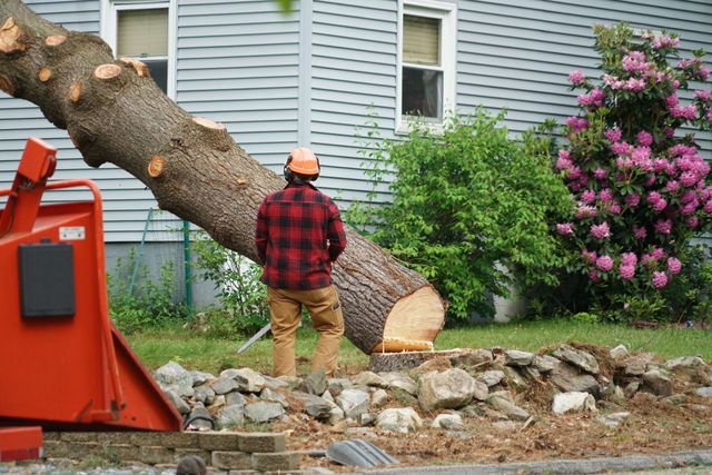 What to Know About Tree Removal Services in Southwestern, NJ