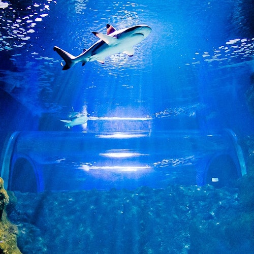 Dalawang pating ang lumalangoy sa itaas ng isang underwater tunnel sa isang malaking, maliwanag na aquarium na may asul na tubig at mga pormasyon ng bato.