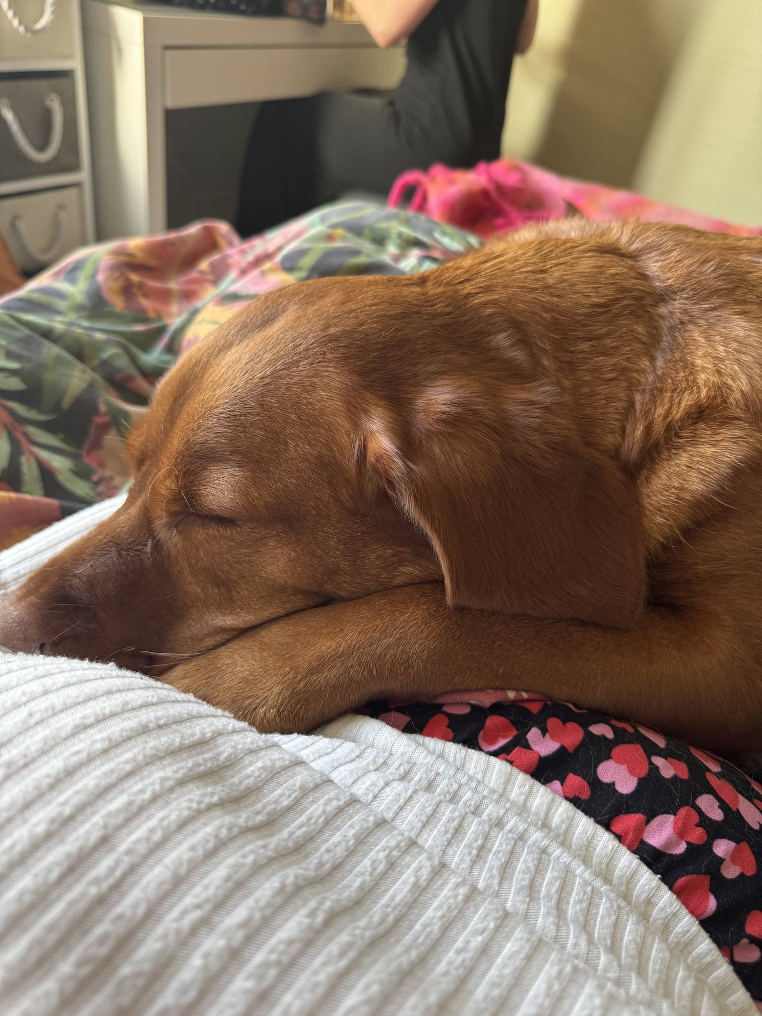 Ginger Cocker Spaniel / Labrador cross laid sleeping on a persons stomach