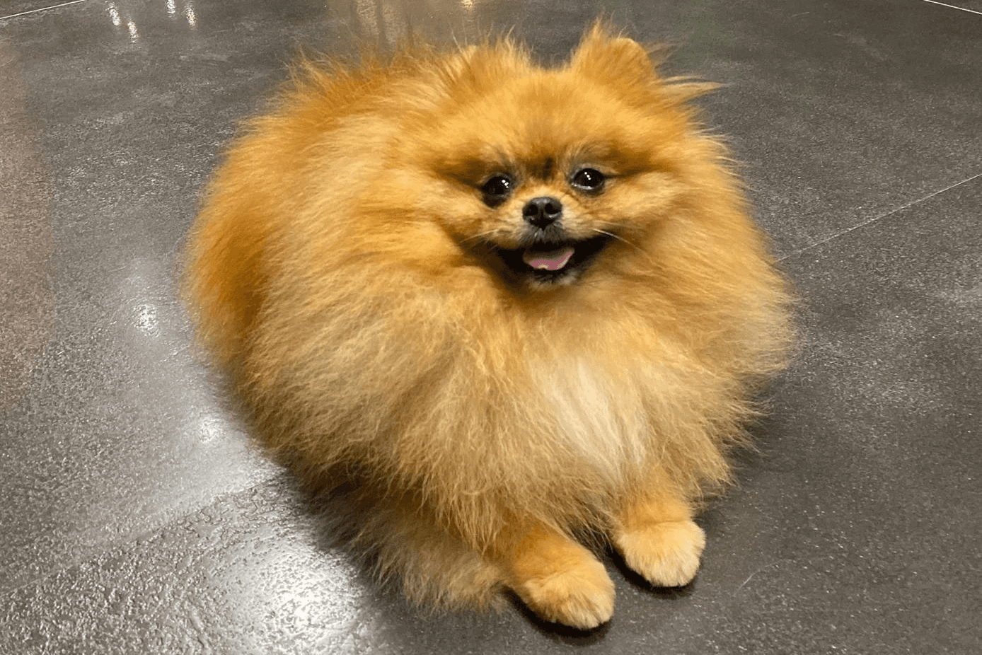 Spitz Allemand nain blanc pur, pelage long et soyeux, debout sur fond gris.