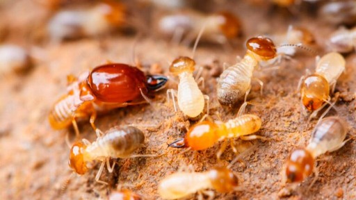 diagnostic termite