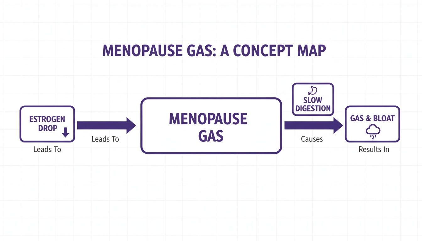 A concept map illustrating how estrogen drop leads to menopause gas, causing slow digestion, and resulting in gas and bloat.