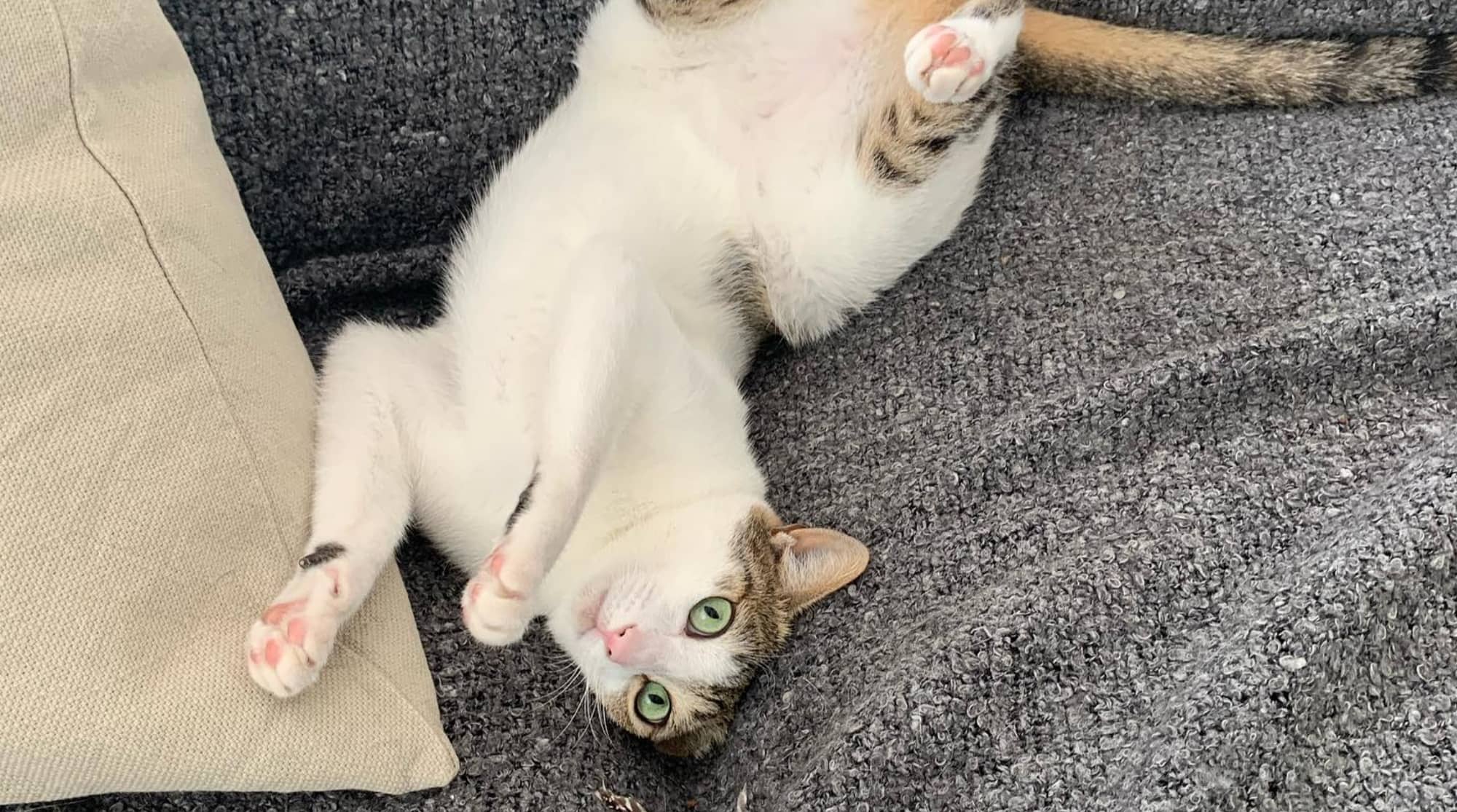 A cat is playfully lying down on a gray sofa and a light brown pillow.