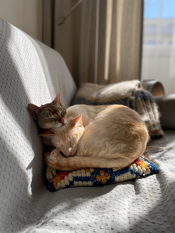 Szymek and Antek, the studio cats