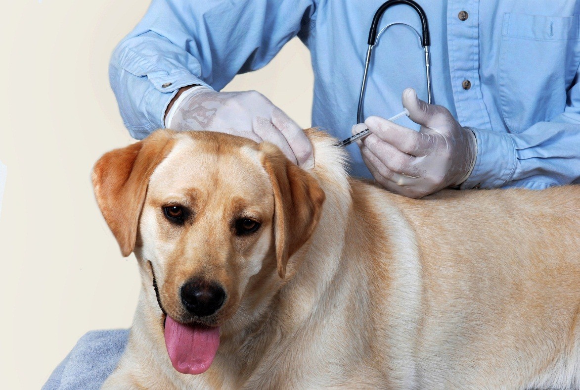 A dog at the vet clinic is being given routine vaccination