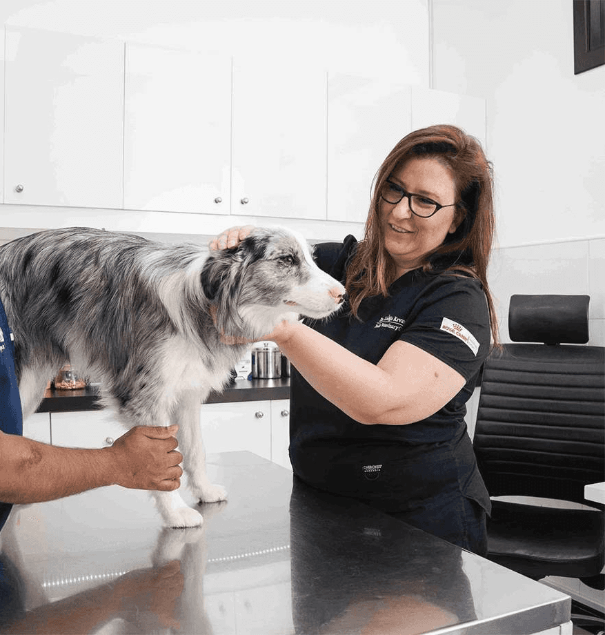 A dog patient at our clinic is being prepared for a minor surgical procedure