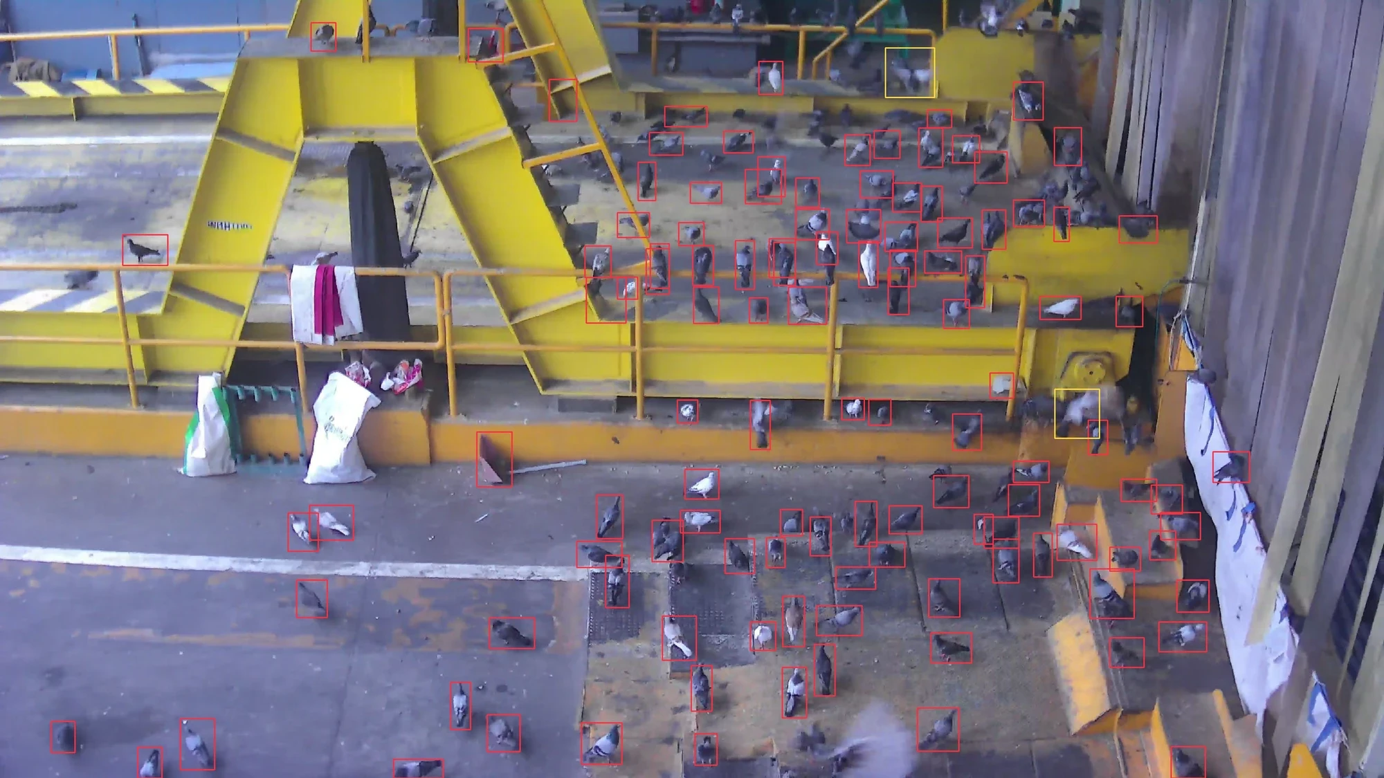 Ichase bird selection