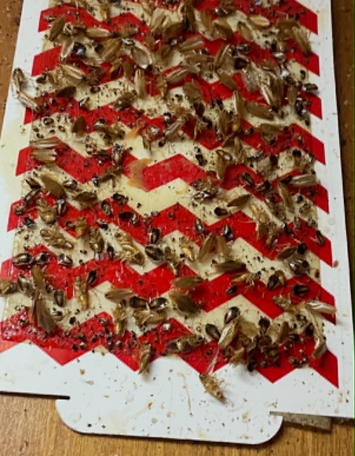 Cockroach Infestation in Johnson City