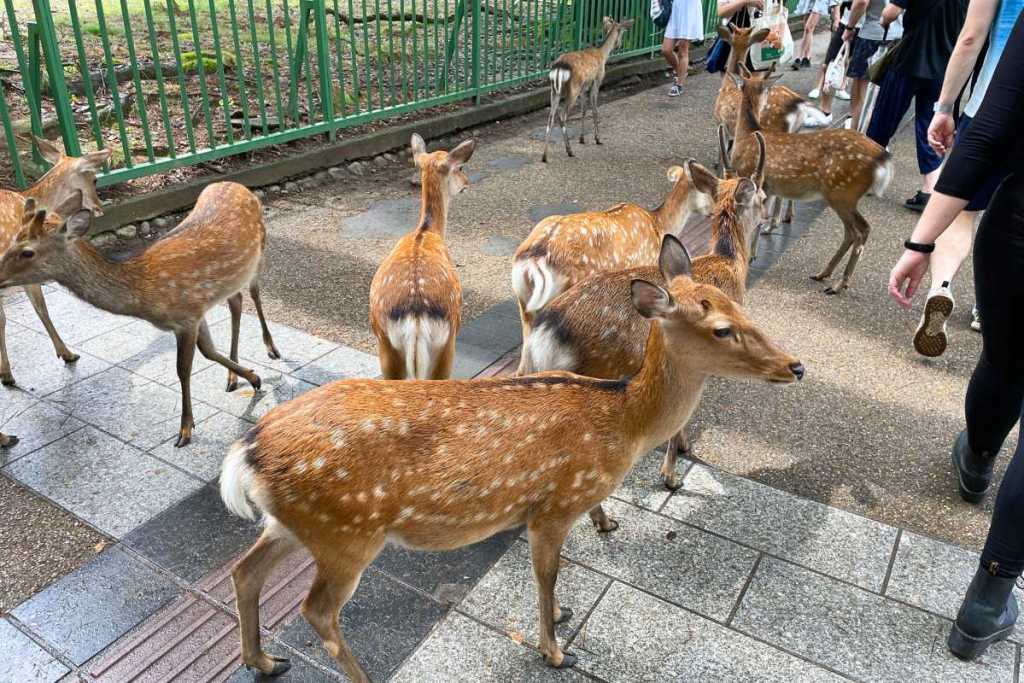 Deer everywhere in Nara, Japan