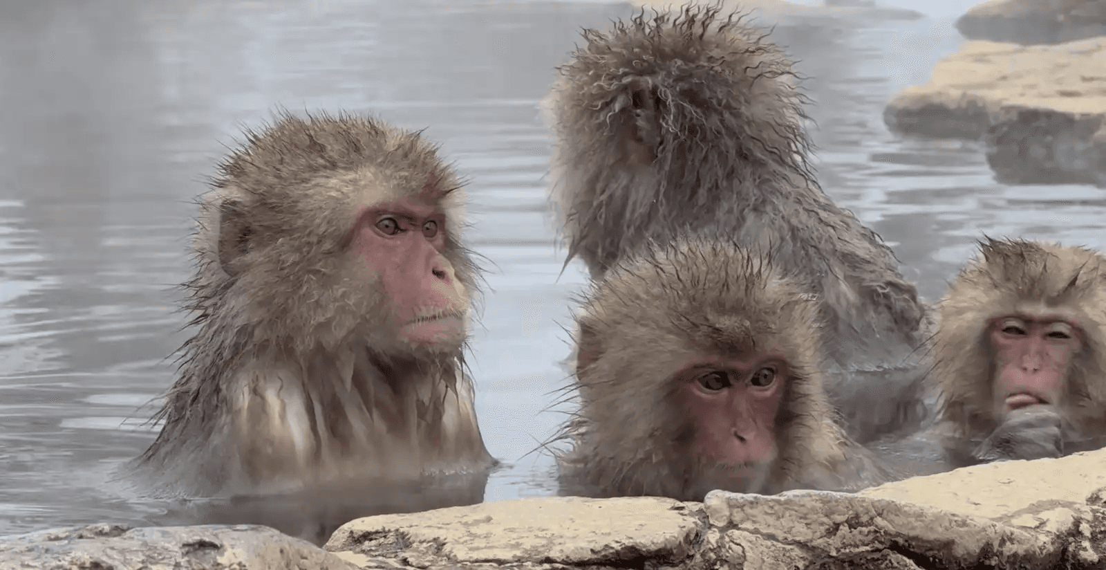 A troop of snow monkeys soaking together in the hot spring pool, a near-daily scene at Jigokudani