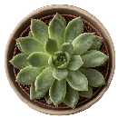 A top-down view of a vibrant green Echeveria succulent plant sitting in a small, round terracotta clay pot, showing its symmetrical rosette leaf pattern.