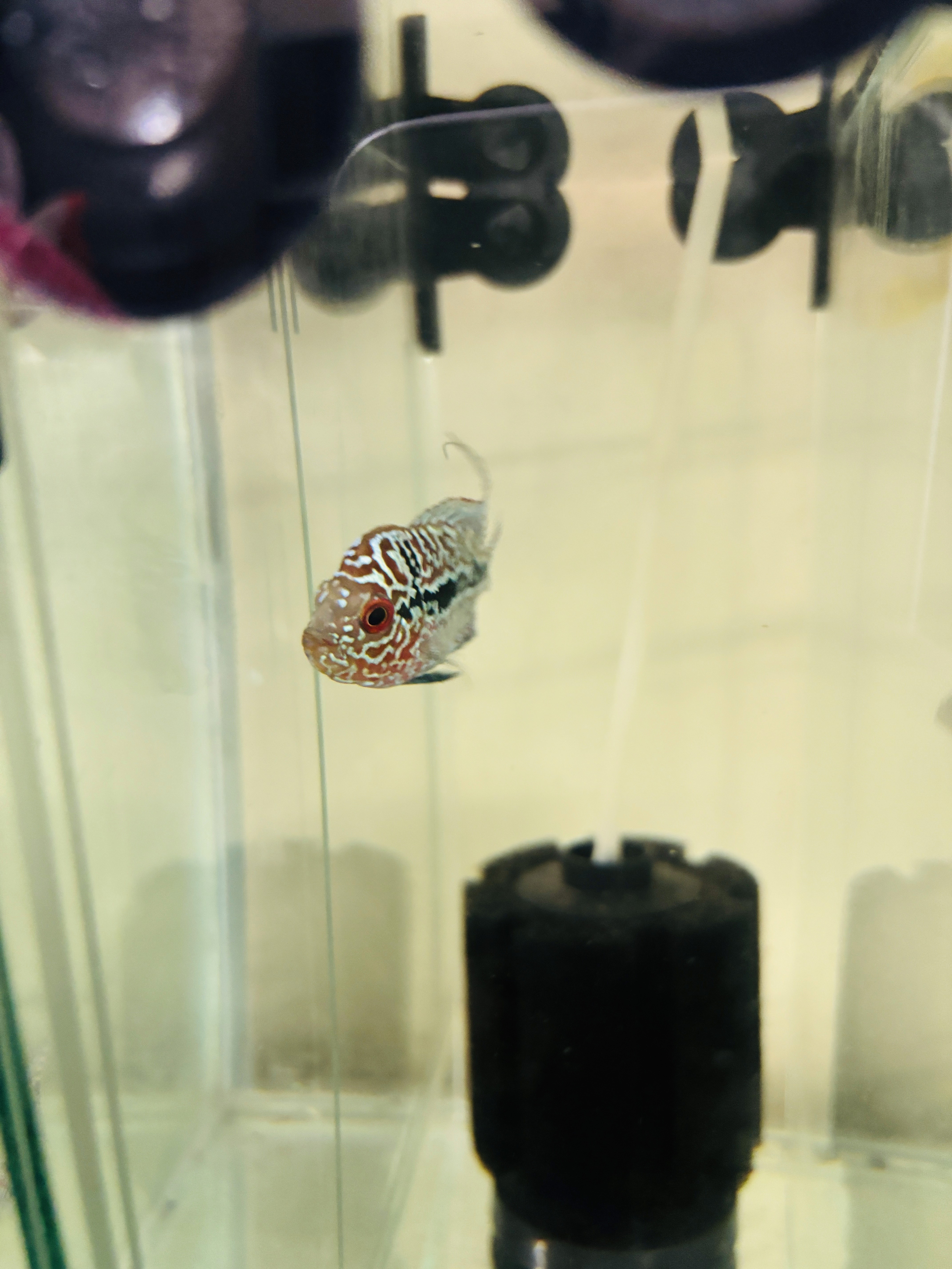 fish drawing 50%	110000