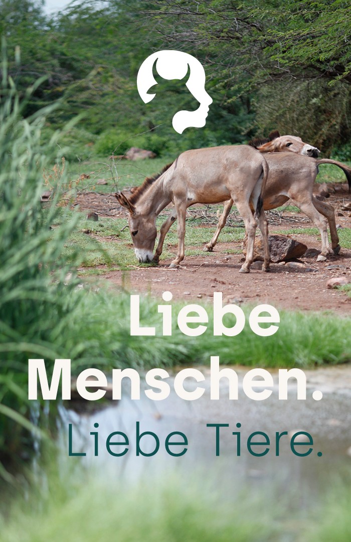 Tierärzte ohne Grenzen Visual