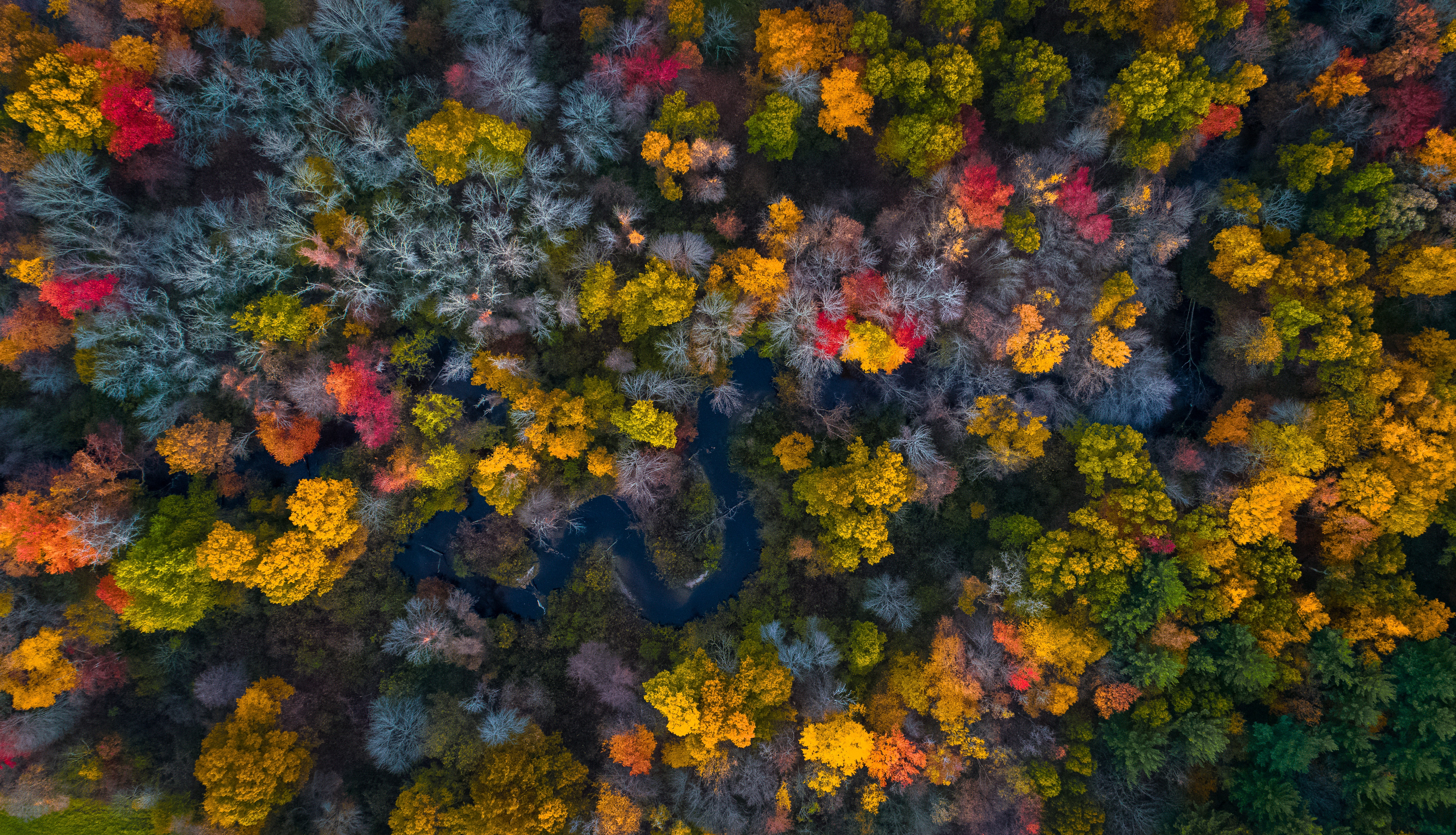 Aerial foliage in fall, Massachusetts, USA