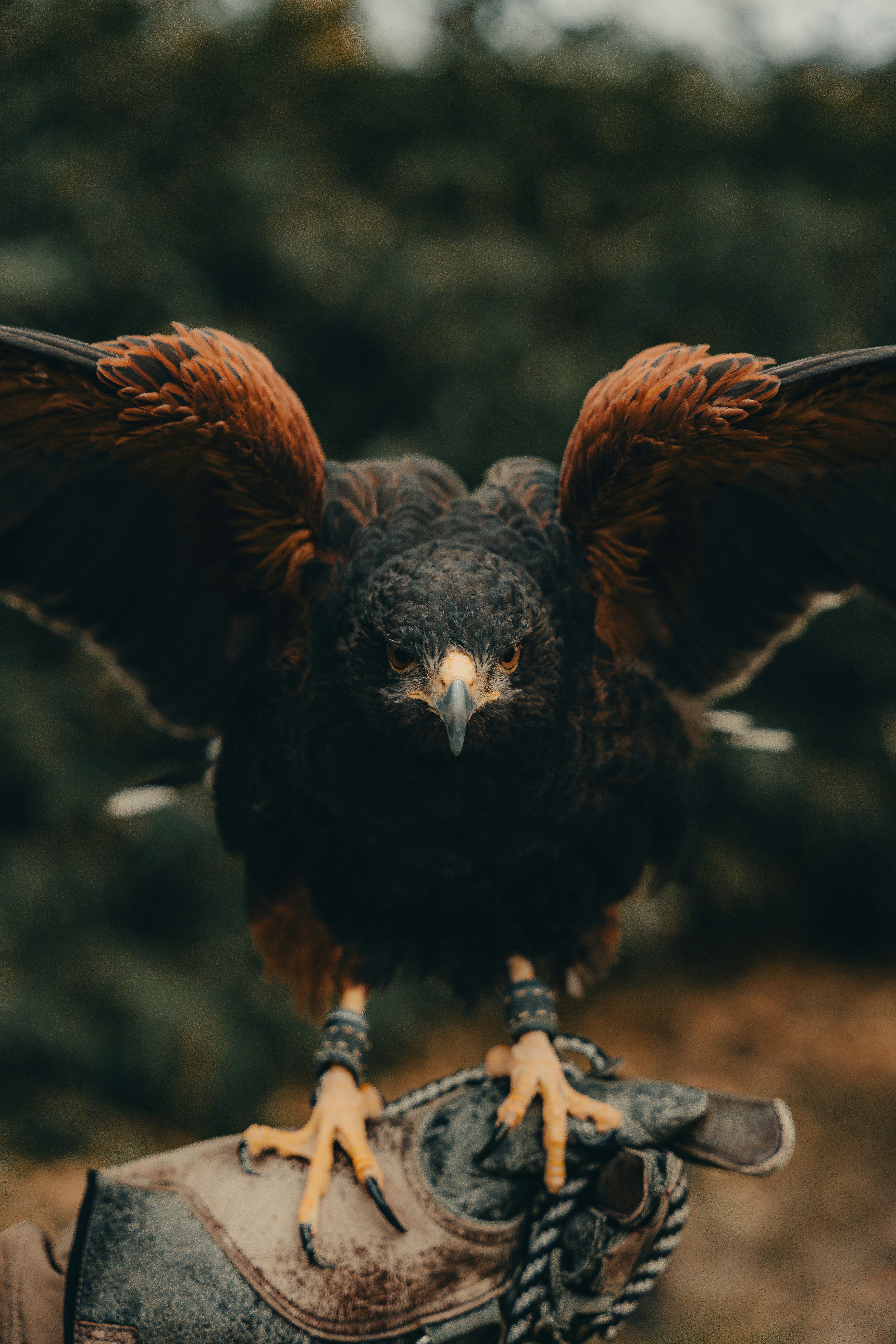 A majestic hawk with wings spread wide