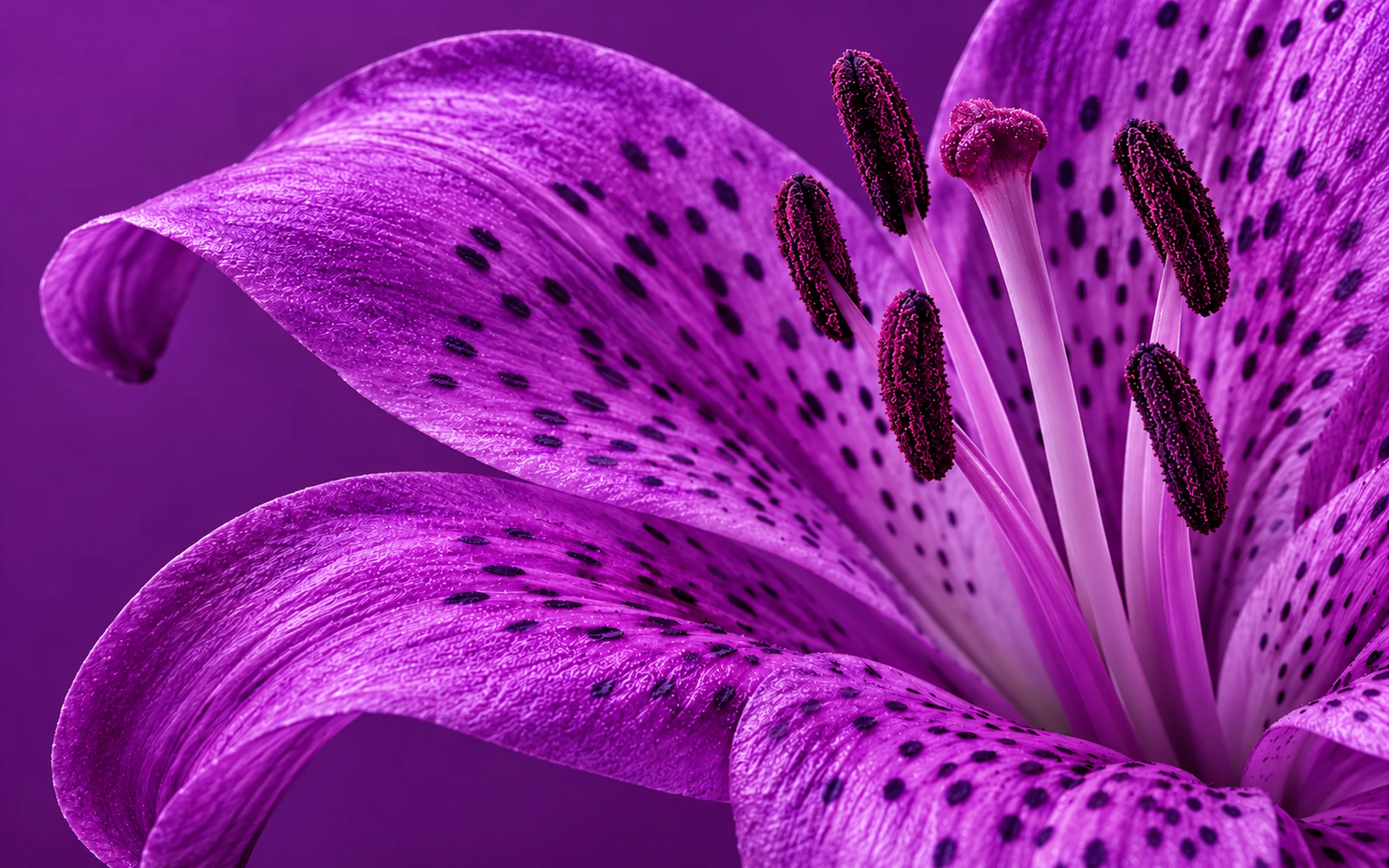 Close-up of a violet lily with dark speckled petals on a purple background
