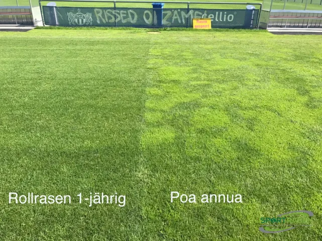 Poa annua bekämpfen mit Rollrasen