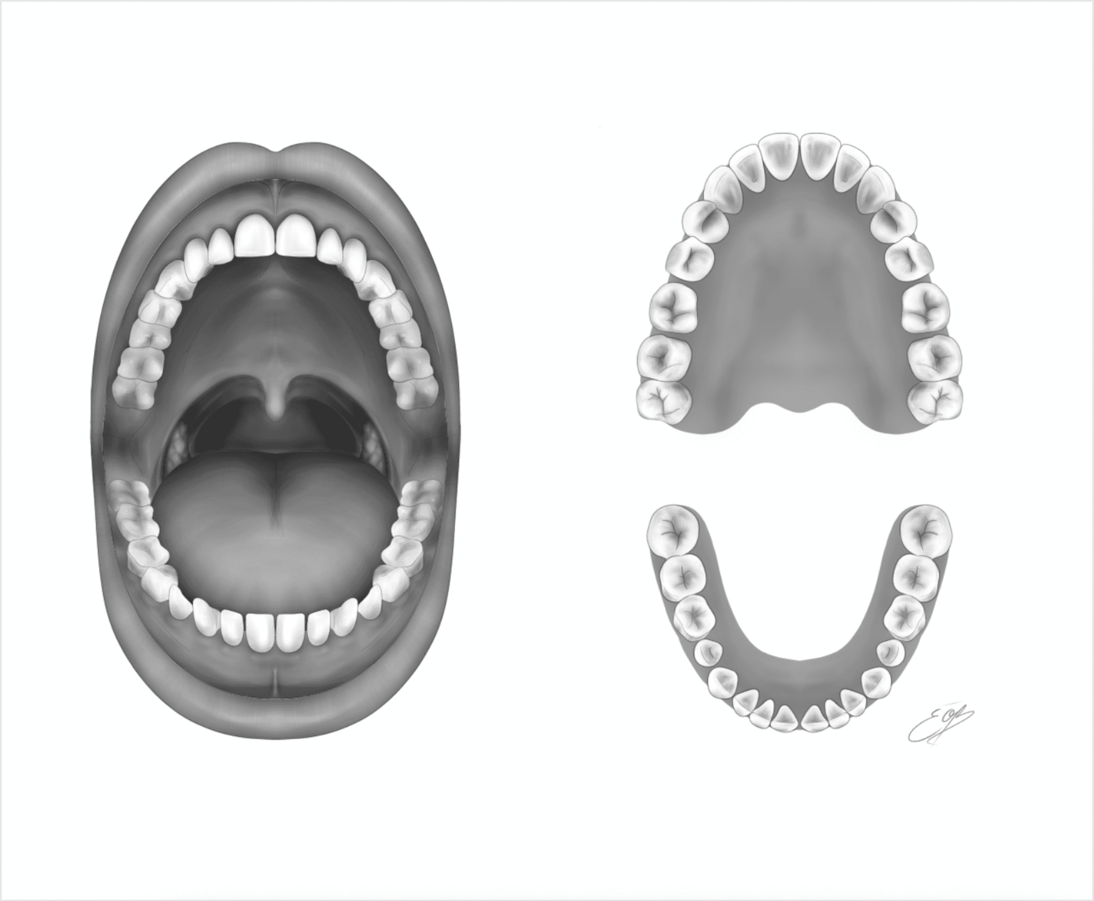 Illustration scientifique de la dentition humaine adulte en noir et blanc par l'illustratrice scientifique Élodie Ouellet-Belleau.