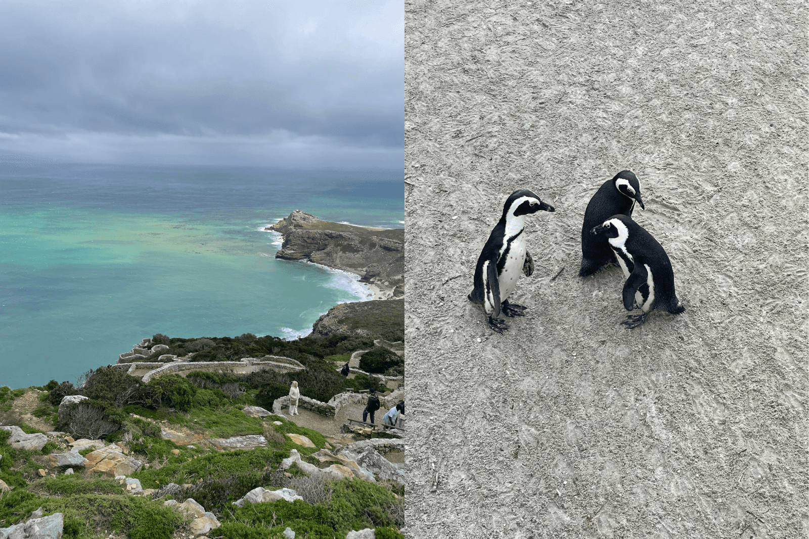 Montage de Cape Point et de manchots africains sur une plage protégée.