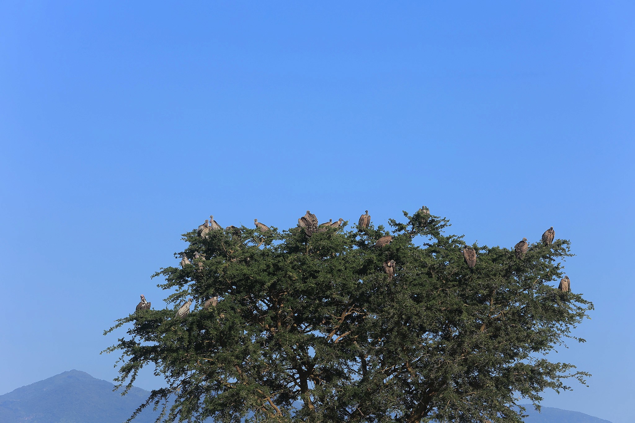 A committee of old world vultures resting on a tree as they scan their territory