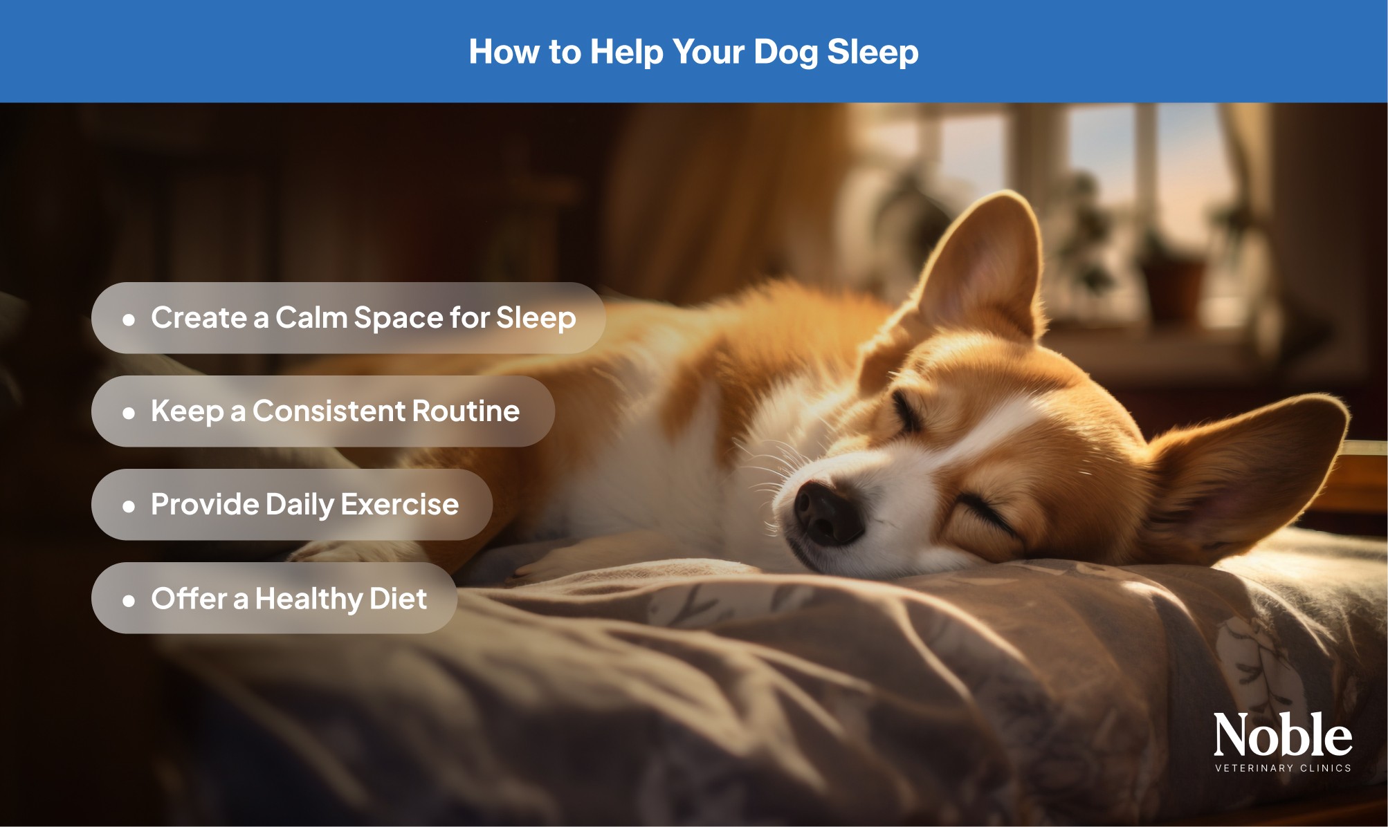 An infographic showing the ways to help your dog sleep better.