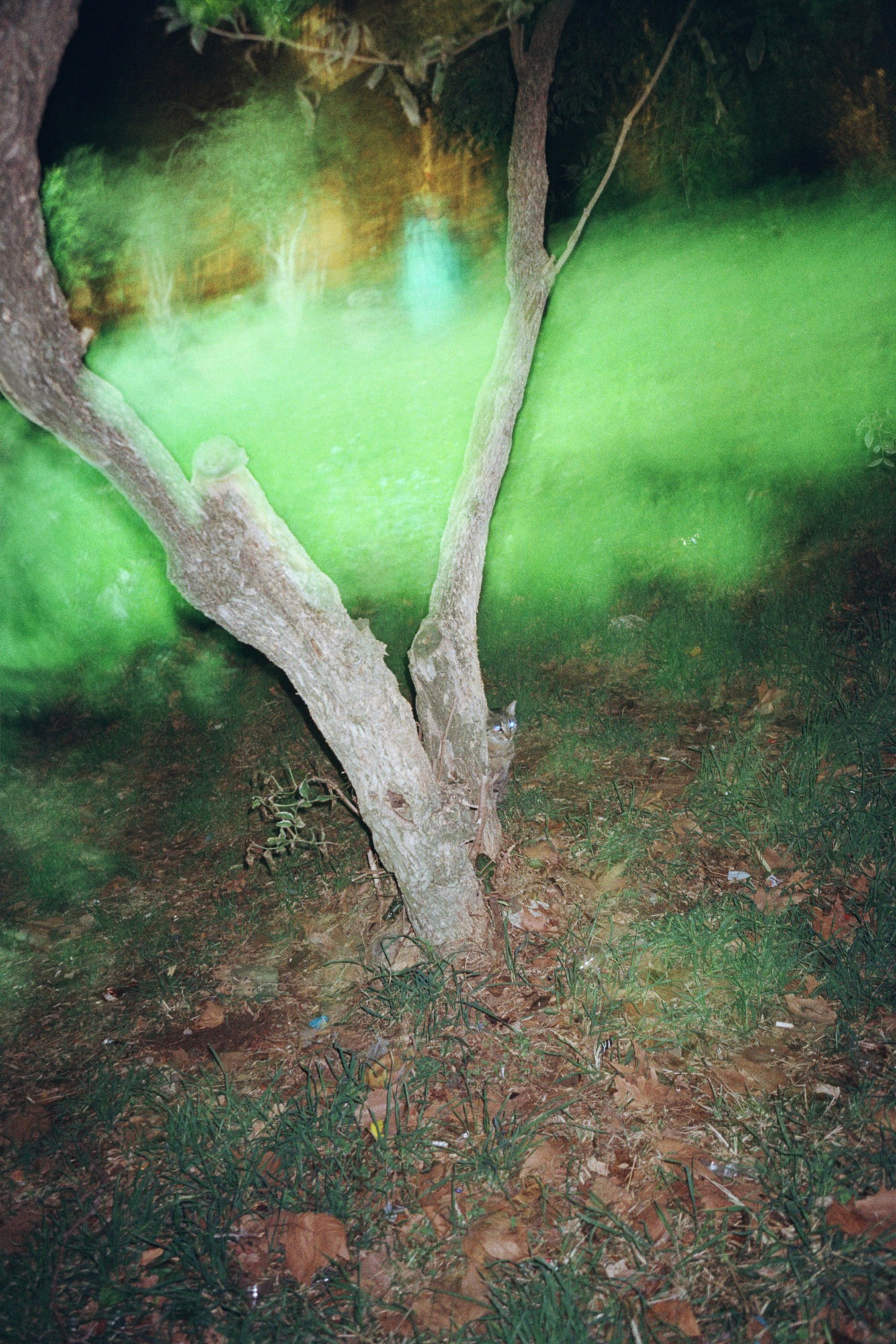 A tree with a textured bark stands on a grassy ground, surrounded by swirling green light effects, creating a mysterious and eerie atmosphere in a dimly lit setting.