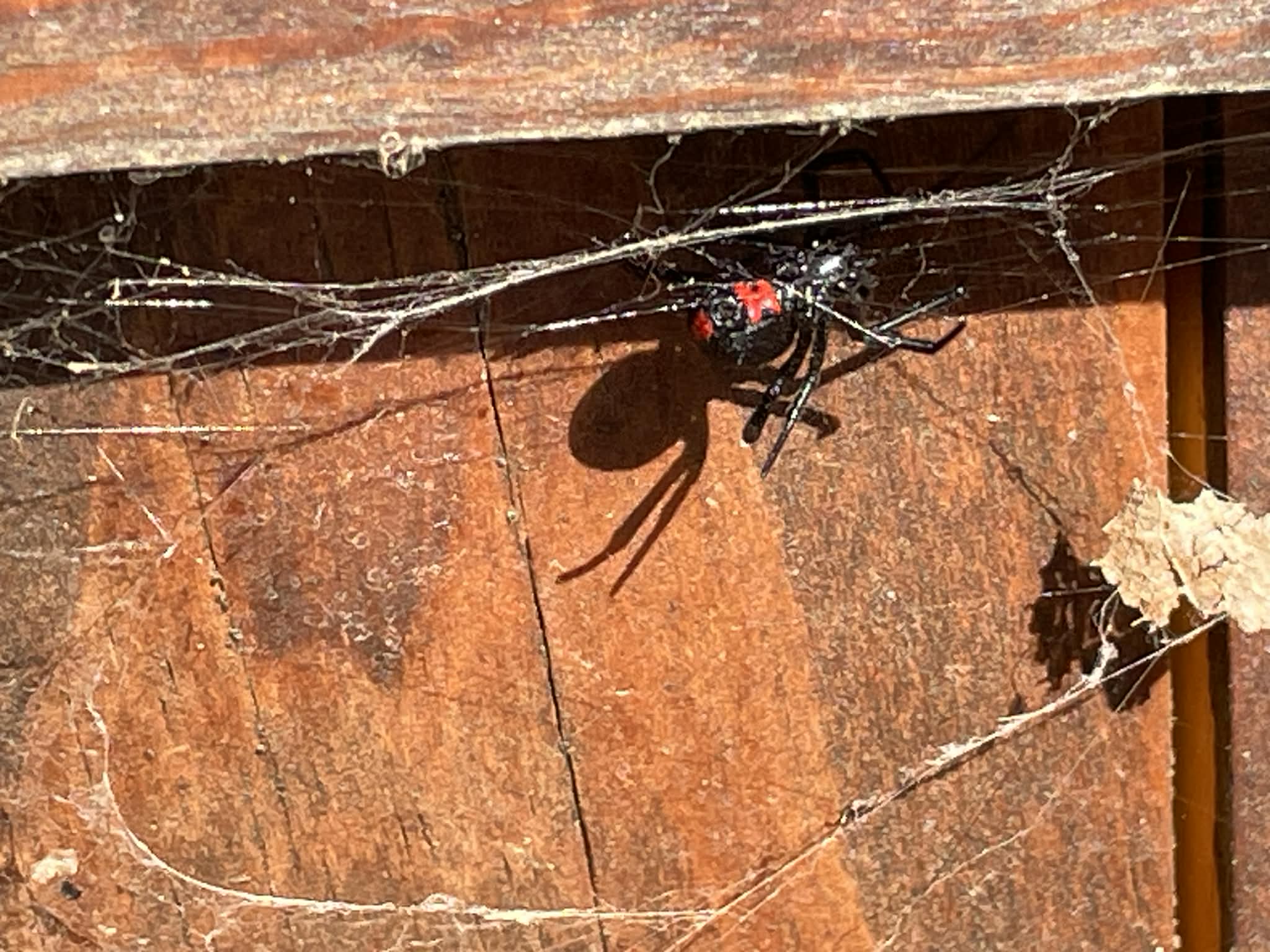 Black Widow Spider Treatment in Johnson City