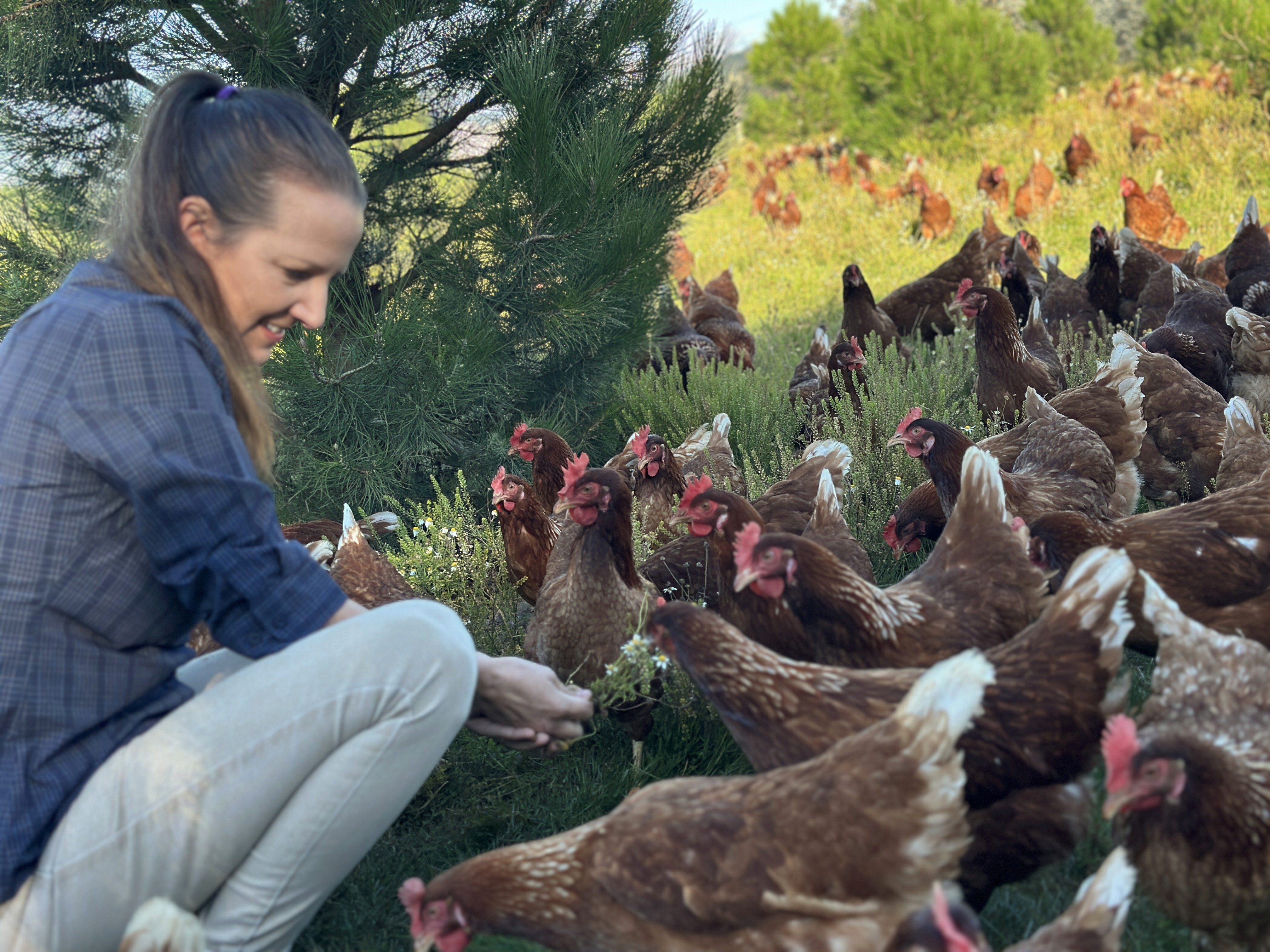 vet with chickens in field