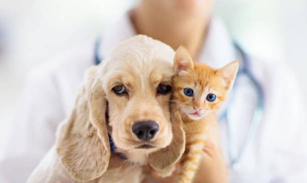 A cat and dog are getting non-core vaccines for extra protection