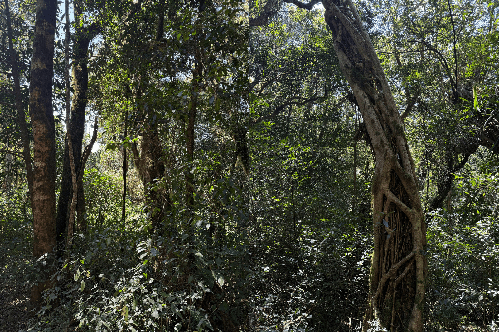 Forêt dense avec arbres hauts, sous‑bois verdoyant et un tronc torsadé recouvert de lianes sous une lumière filtrée.
