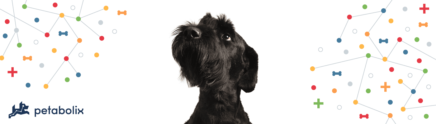 Giant Schnauzer image
